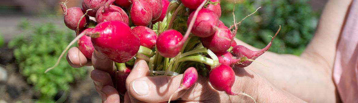 Molinelli & Partners