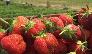 Ward's Berry Farm