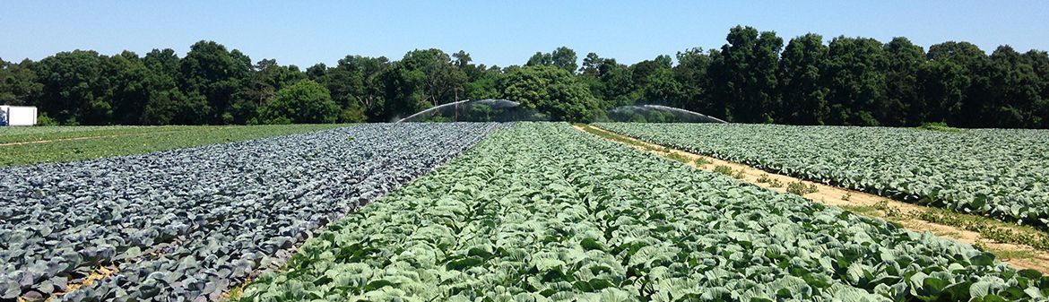 Buster Petronglo & Son Farm