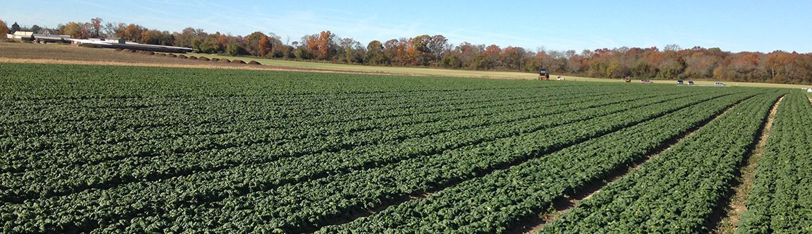 Buster Petronglo & Son Farm