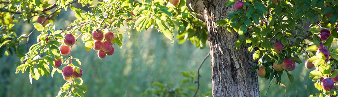 Scott Farm Orchard