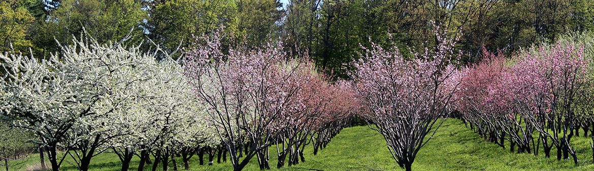Scott Farm Orchard