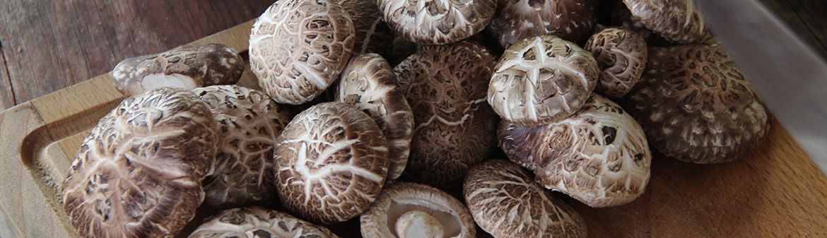 Martha's Vineyard Mycological