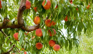 Kingsburg Orchards