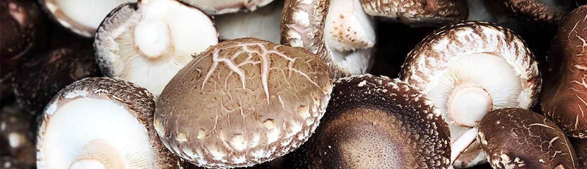 Martha's Vineyard Mycological