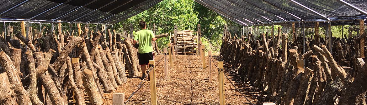Martha's Vineyard Mycological