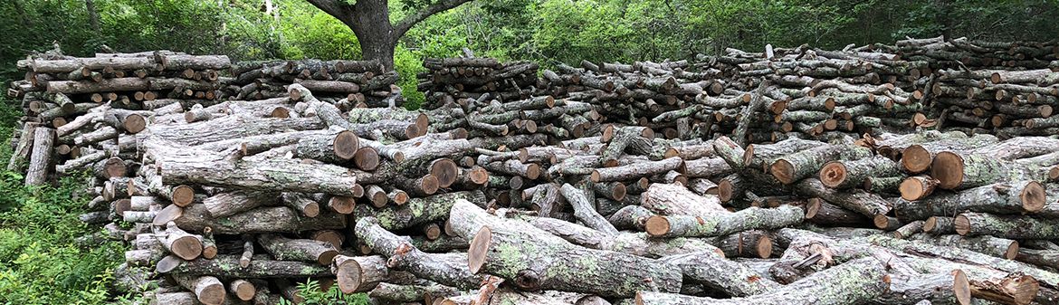 Martha's Vineyard Mycological