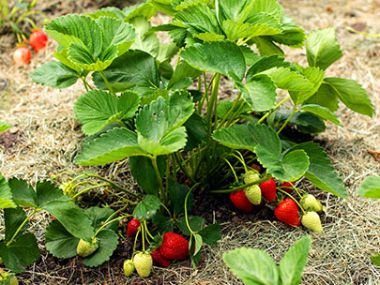 Strawberry Production