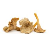 Yellowfoot Mushrooms