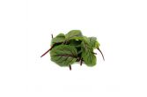 Micro Red Vein Sorrel Leaves
