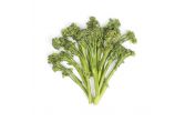 Broccolini