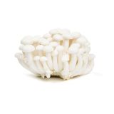 White Hon Shimeji Mushrooms
