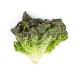 Red Leaf Lettuce