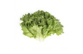 Green Leaf Lettuce