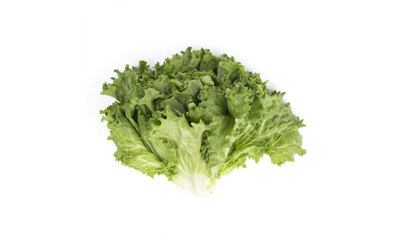 Green Leaf Lettuce