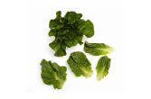 Baby Green Romaine Lettuce