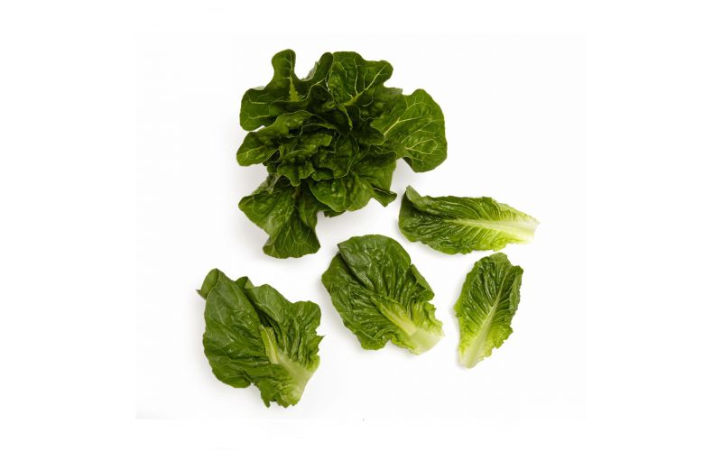 Baby Green Romaine Lettuce