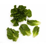 Baby Green Romaine Lettuce