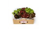 Baby Lettuce Mix
