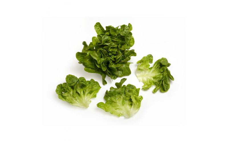 Baby Green Oak Lettuce