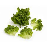 Baby Green Oak Lettuce