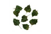 Green Shiso Leaves