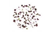 Micro Purple Shiso