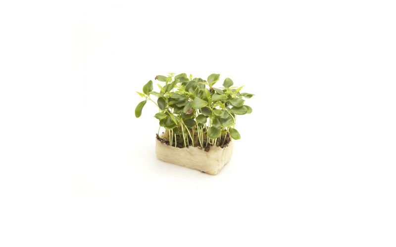 Tahoon Living Cress