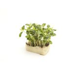 Tahoon Living Cress