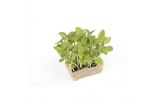 Borage Living Cress