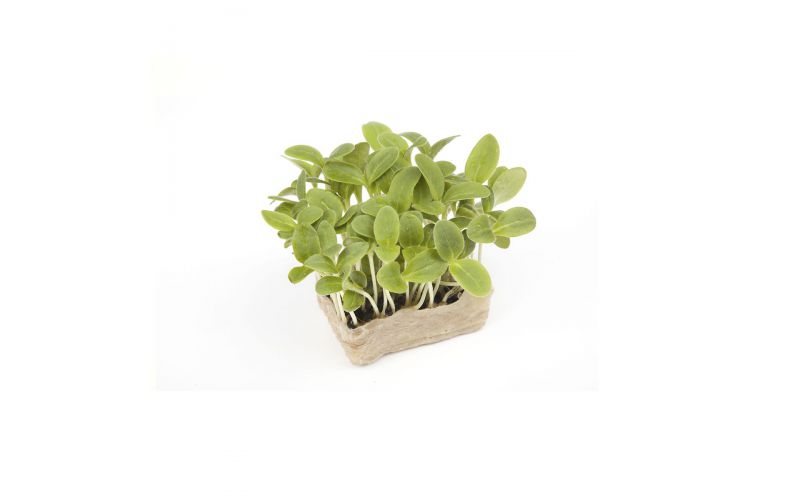 Borage Living Cress