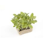 Borage Living Cress