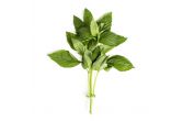 Organic Basil