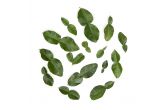 Makrut Lime Leaves