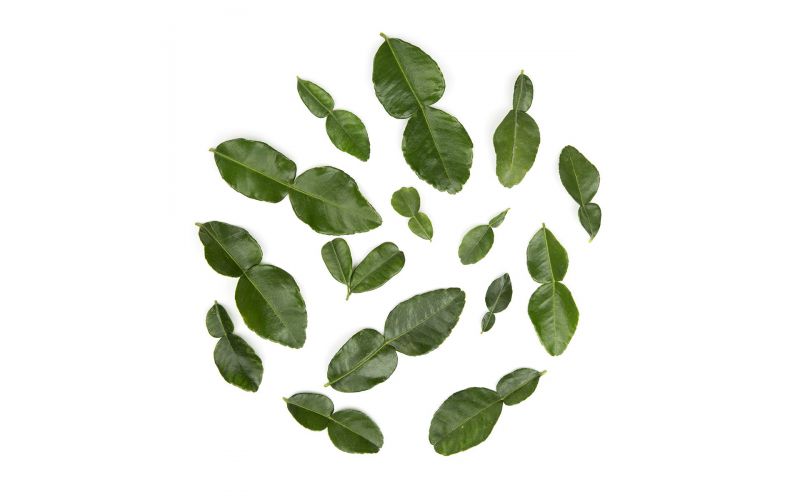 Makrut Lime Leaves