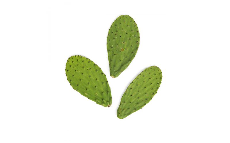 Cactus Pads