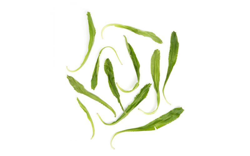 Saw Tooth Cilantro / Culantro