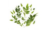 Curry Leaves