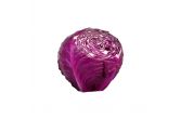 Organic Red Cabbage