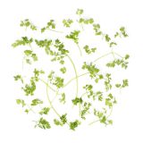 Chervil