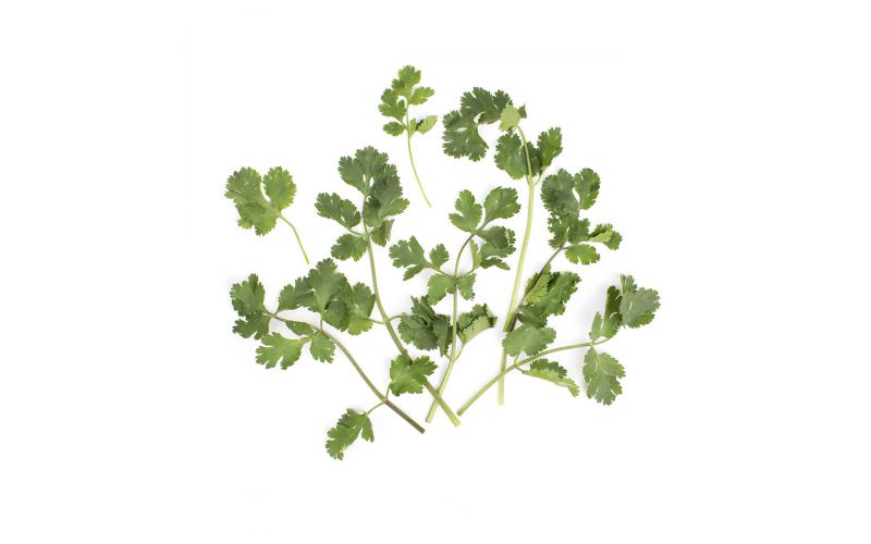 Organic Cilantro