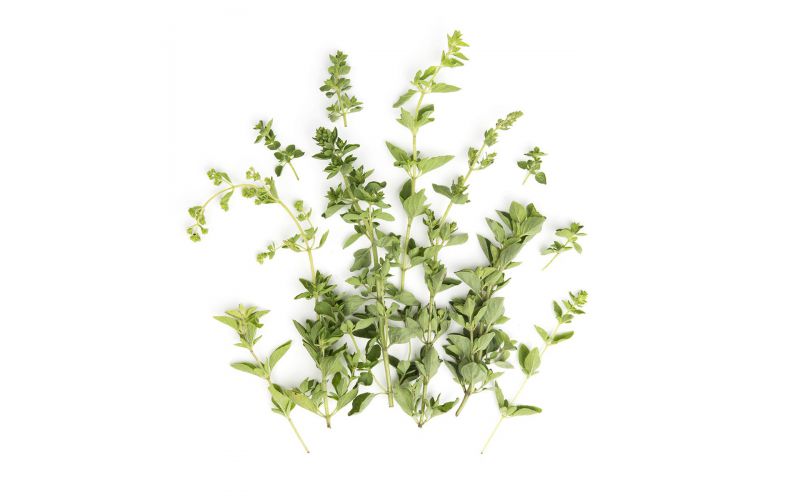 Oregano