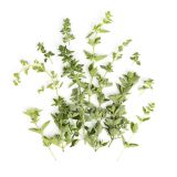 Oregano