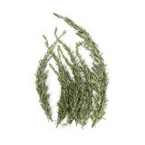 Rosemary