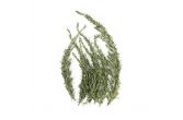 Rosemary