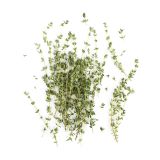 Thyme