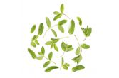 Organic Mint