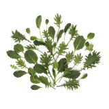 Organic Green Baby Kale