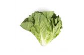 Organic Romaine Lettuce