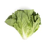 Organic Romaine Lettuce